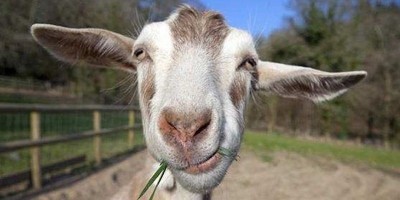 Kambing Power