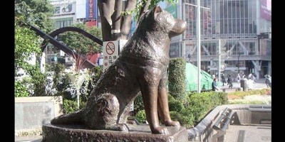 Anjing Power