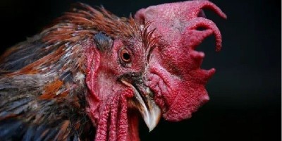 Menang Di Pengadilan, Maurice Sang Ayam Jantan Kembali Bebas Berkokok