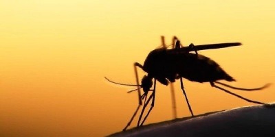 Pakar Kesehatan: Malaria Bisa Diberantas Tahun 2050