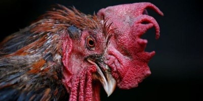 Seekor Ayam Menang di Pengadilan Prancis