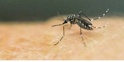 Waspada! Tiga Kasus Infeksi Zika Ditemukan Di Singapura