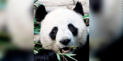 Panda Raksasa Mati Di Thailand, China Kirim Tim Ahli Untuk Menyelidiki