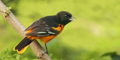 Miris, AS Dan Kanada Kehilangan 2,9 Miliar Burung Selama Hampir 50 Tahun