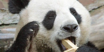 Misteri Kematian Panda Raksasa Di Kebun Binatang Akhirnya Terungkap, Ini Penyebabnya