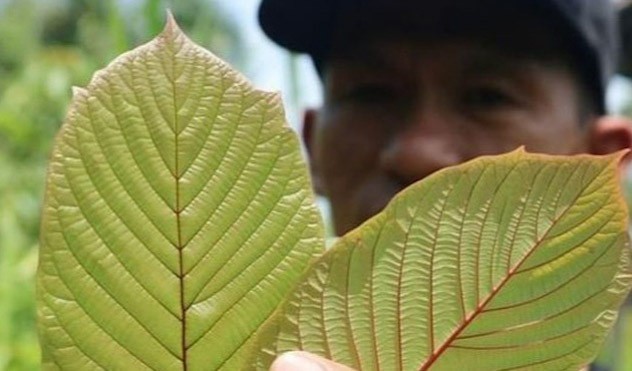 Daun kratom/Net