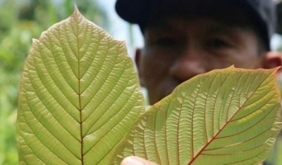 Wah! Tanaman Herbal Ini Akan Ditetapkan Sebagai Narkotika