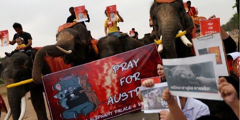 Aksi bisu siswa dan gajah Thailand untuk kebakaran hutan di Australia/Reuters