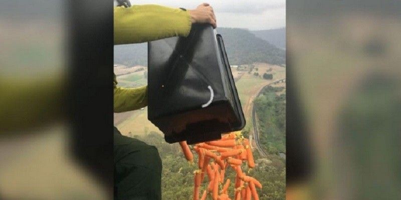 Upaya membantu walabi bertahan hidup dengan cara melempar wortel dari udara/CNN