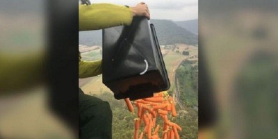 Bantu Walabi Bertahan Hidup Dari Kebakaran Hutan, Pemerintah Australia Lempar 1.000 Kilogram Wortel Dari Udara
