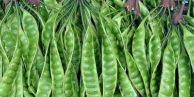 Jangan Pandang Sebelah Mata! Ini Manfaat Petai Untuk Tubuh
