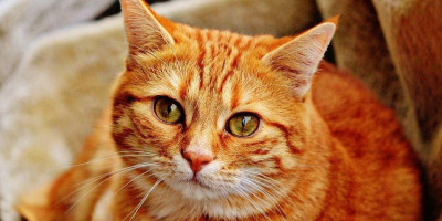 Kasus Pertama Kucing Terinfeksi Corona, Kok Bisa?