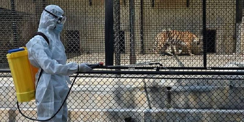 Penyemprotan disifektan di kebun binatang Kamala Nehru Zoological Garden/AFP