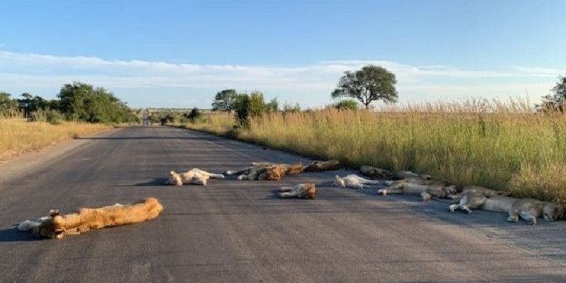 Kelompok singa di Taman Nasional Kruger, Afrika Selatan asik tidur siang di tengah jalan/BBC