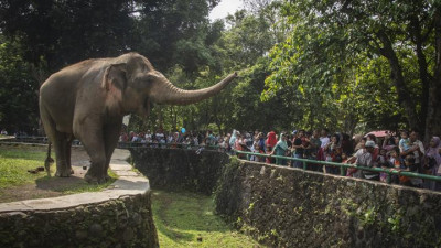 Nikmati Libur Lebaran Dengan Wisata Virtual Ke Kebon Binatang Ragunan