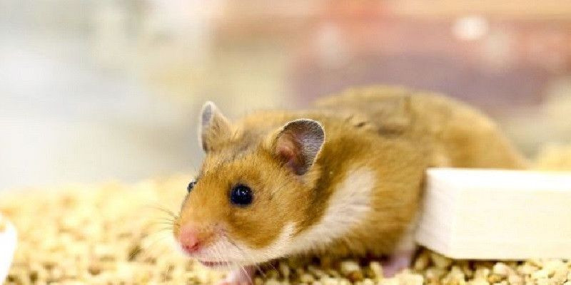 Penelitian terbaru pada hamster menemukan pentingnya penggunaan masker untuk mengurangi potensi penularan virus corona/Net