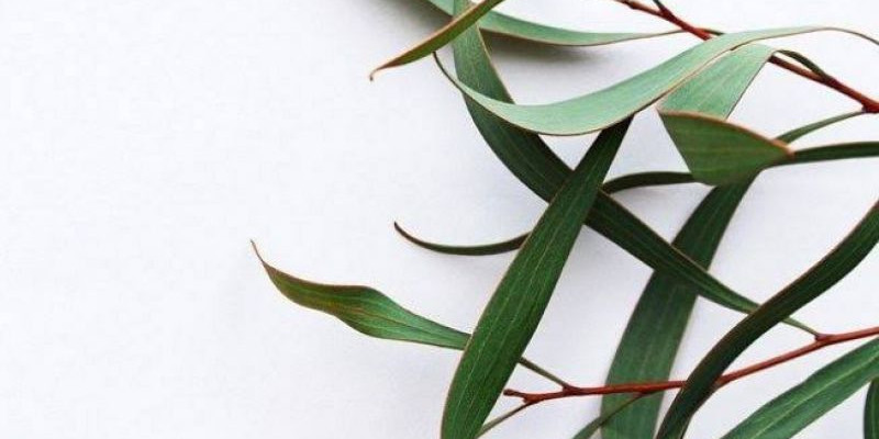 Daun Eucalyptus/Net