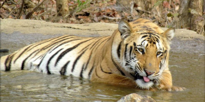 Ilustrasi harimau India/Net