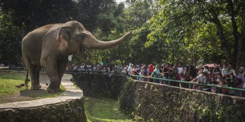 Taman Margasatwa Ragunan (TMR) Jakarta akan kembali melayani pengunjung mulai besok, 20 Juni 2020, dan akan berjalan sesuai protokol kesehatan/ Net