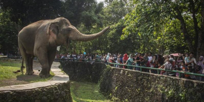 Besok, Ragunan Zoo Dibuka Hanya Untuk 1.000 Pengunjung
