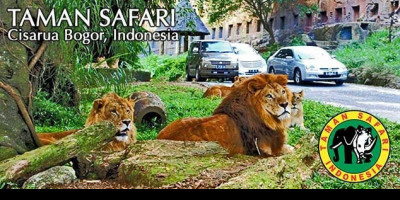 Gubernur Jabar Izinkan Taman Safari Indonesia Dibuka Untuk Umum