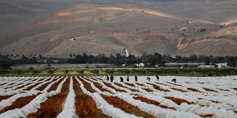 Para petani Palestina bekerja di ladang di Lembah Jordan yang diduduki Israel/Reuters