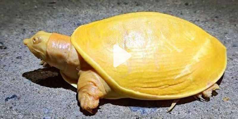 Kura-kura kuning albino yang ditemukan di India/Net