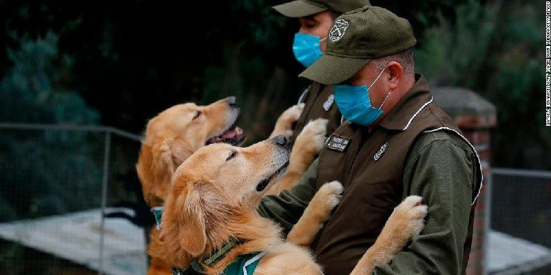 Chile melatih empat ekor anjing untuk membantu mendeteksi orang dengan Covid-19/Net
