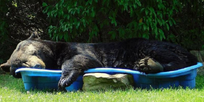 Beruang hitam besar saat tidur di kolam renang anak/CNN