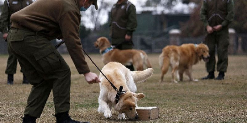 Pelatihan anjing di sebuah sekolah pelatihan di Santiago, Chile/Net