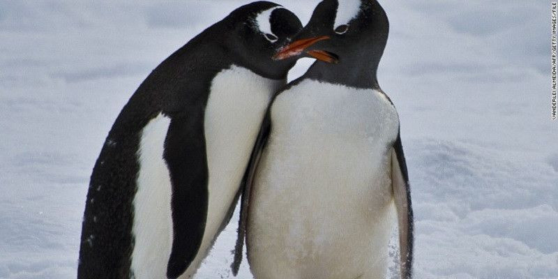 Penelitian terbaru mengungkapkan bahwa penguin berasal dari Australia dan Selandia Baru/Net