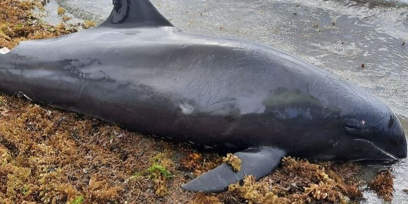 Salah satu bangkai lumba-lumba yang ditemukan mati di pantai Mauritius/Net