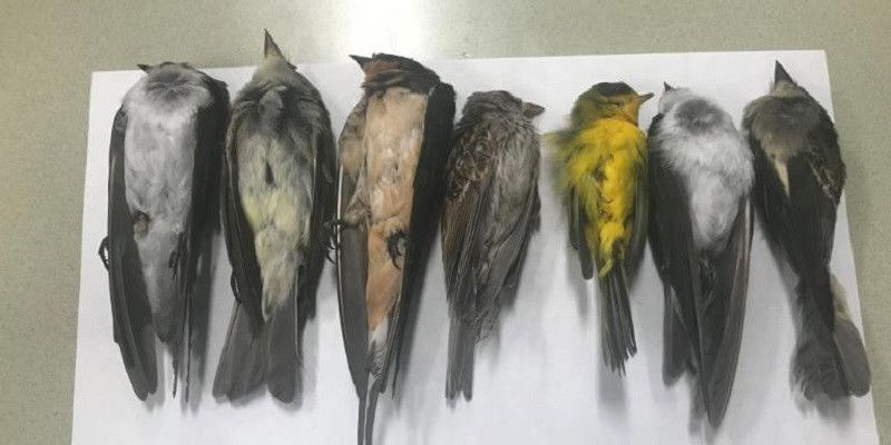 Sejumlah burung yang ditemukan mati di New Mexico/CNN