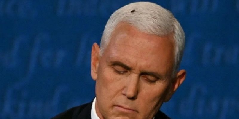 Seekor lalat hinggap di atas kepala Mike Pence saat debat/Net