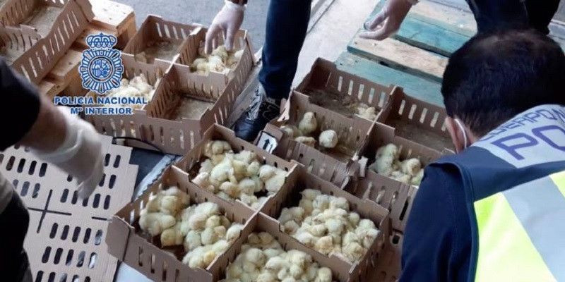 Kondisi ribuan anak ayam yang ditemukan terlantar dan mengenaskan di bandara/Repro