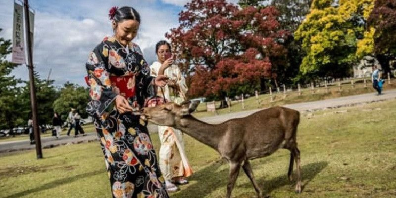 Kota Nara di Jepang terkenal dengan rusa/Net