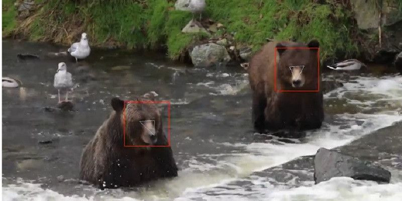 Teknologi pengenalan wajah untuk beruang saat ini masih terus dikembangkan/Net