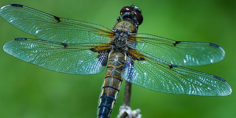 Kecapung atau dragon fly/Net