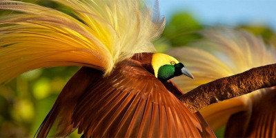 Indahnya Burung Cenderawasih