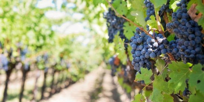 Ekstrak buah anggur mengandung polifenol yang mempunyai sifat antioksidan dan antiinflamasi yang tinggi. Juga baik untuk kesehatan mata/ Net