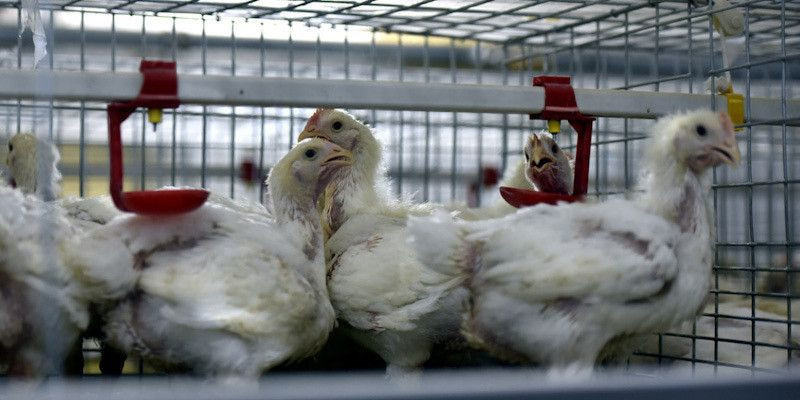 China melaporkan kasus pertama di dunia tentang penularan flu burung H10N3 pada manusia/Net