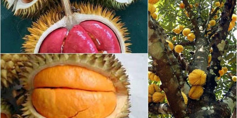 Pohon dan buah lai yang kini jadi incaran penikmat buah-buahan nusantara/ Net