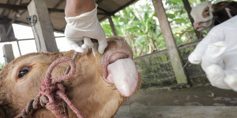 Daging maupun susu yang dihasilkan hewan ternak berpenyakit mulut dan kuku, masih bisa dikonsumsi selama dimasak dengan benar/ Net