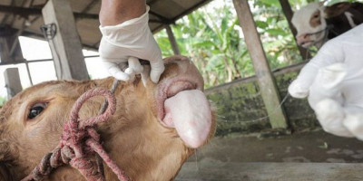 Tak Berbahaya Bagi Manusia, Ini Pedoman Mengonsumsi Daging Hewan di Tengah Wabah PMK