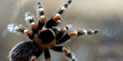 Jakarta Eight Legged, Komunitas Pecinta Tarantula, si Eksotis yang Unik dan Punya Warna Indah