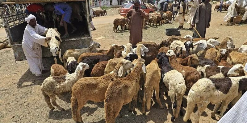 Suasana pasar hewan di Sudan/Net