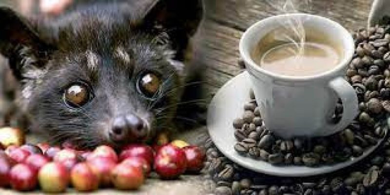 Ilustrasi kopi luwak/ Net