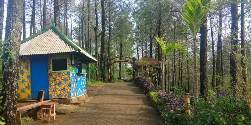 Keindahan deretan pinus dan pemandangan alam di Goa Pinus/ Foto: Native Indonesia