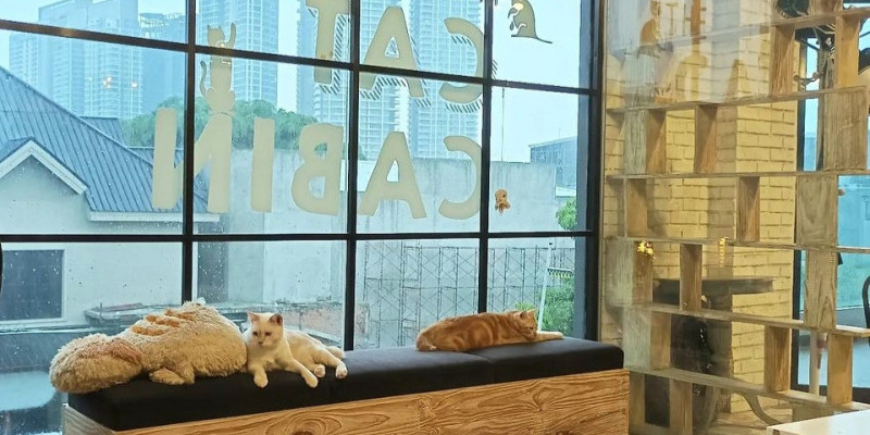 Hangout sambil bermain dengan kucing menggemaskan/ @thecatcabinjakarta
