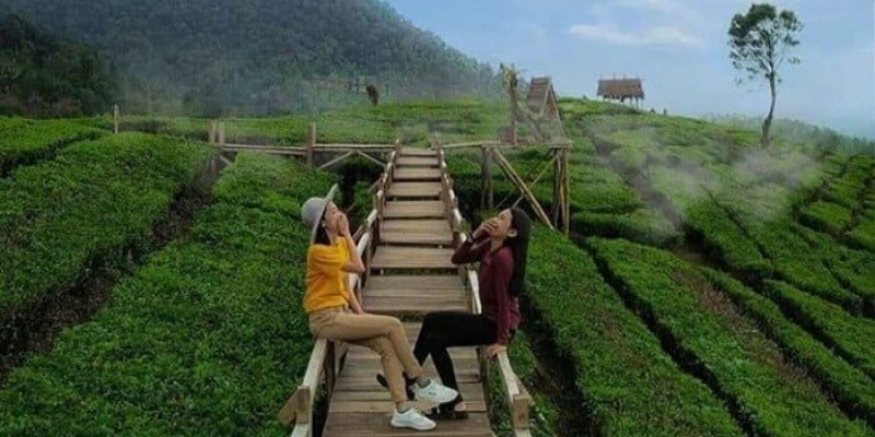 Wisata Kebun Teh Cikuya, Lebak, Banten/Net